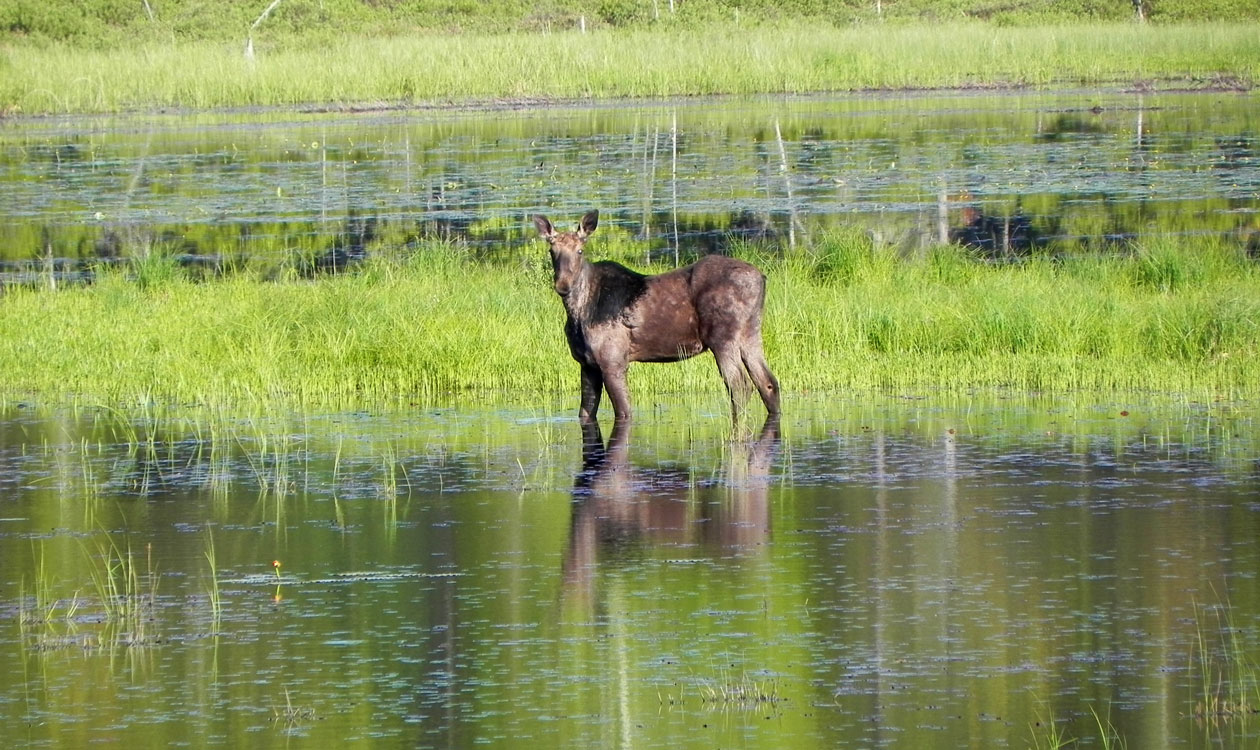 Moose at Northern Ontario camp